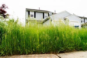 House hidden behind tall grass