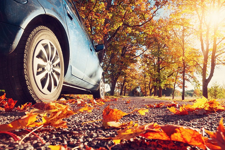 Car on asphalt road on autumn day at park